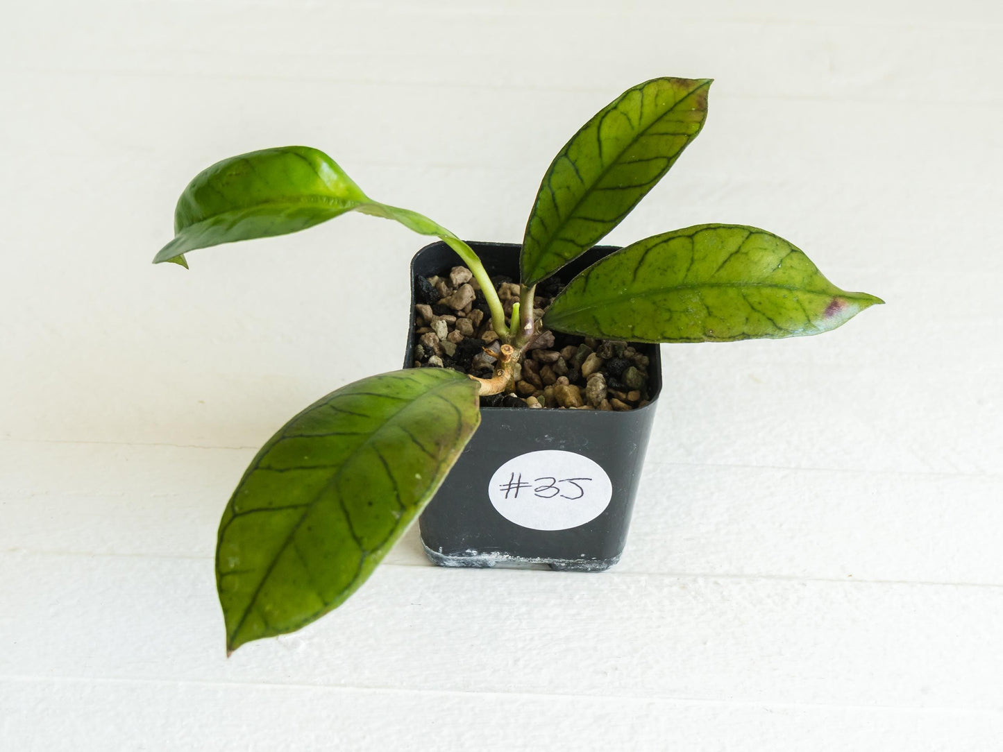 Hoya gunung gading | 2-Inch