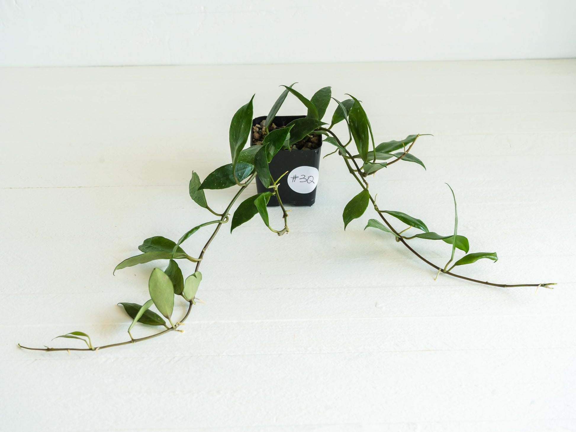 Hoya 'Rebecca' | 2-Inch