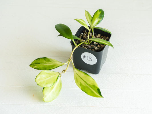 Hoya walliniana (Inner Variegated) | 2-Inch