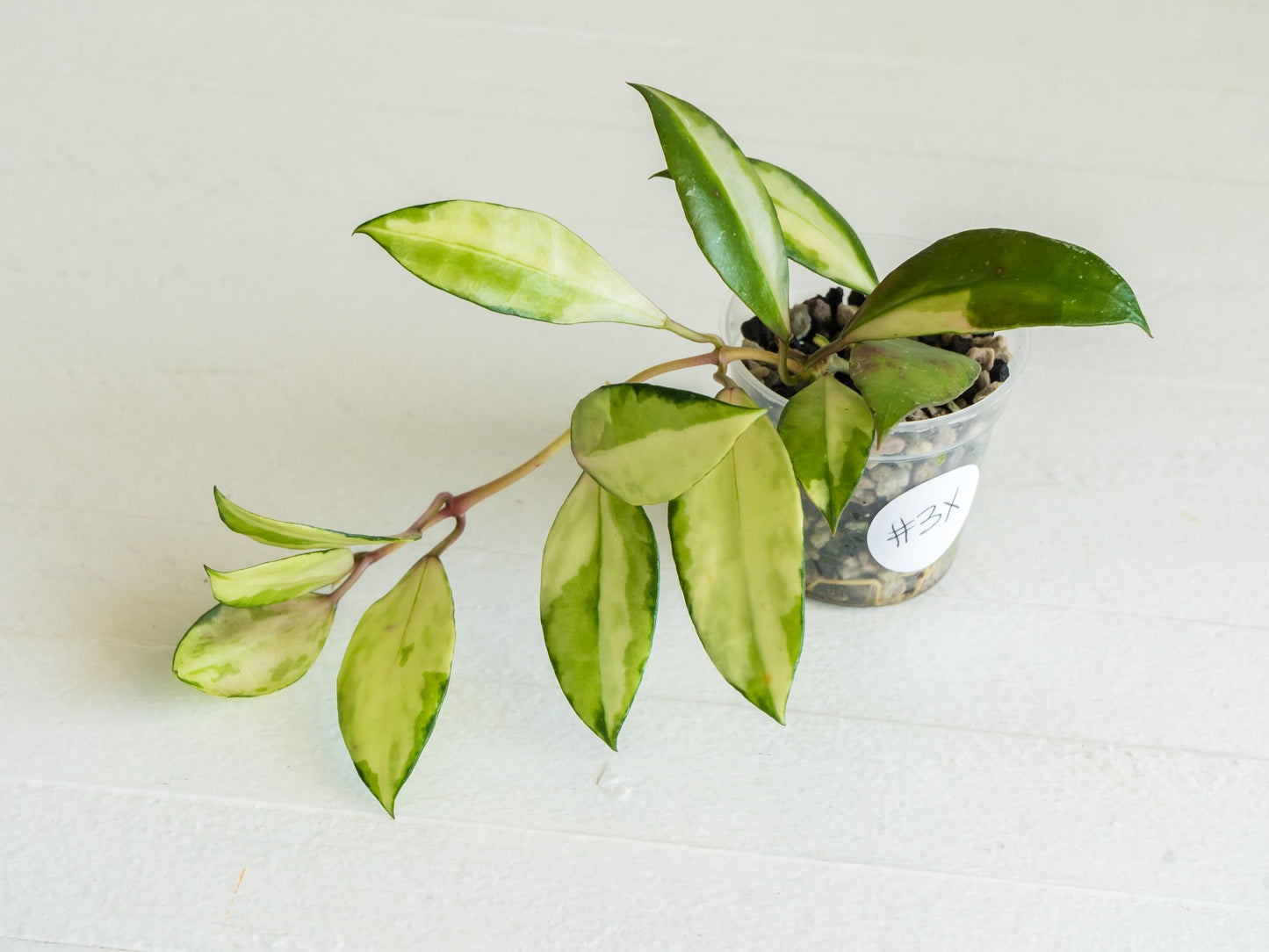 Hoya walliniana (Inner Variegated) | 2-Inch