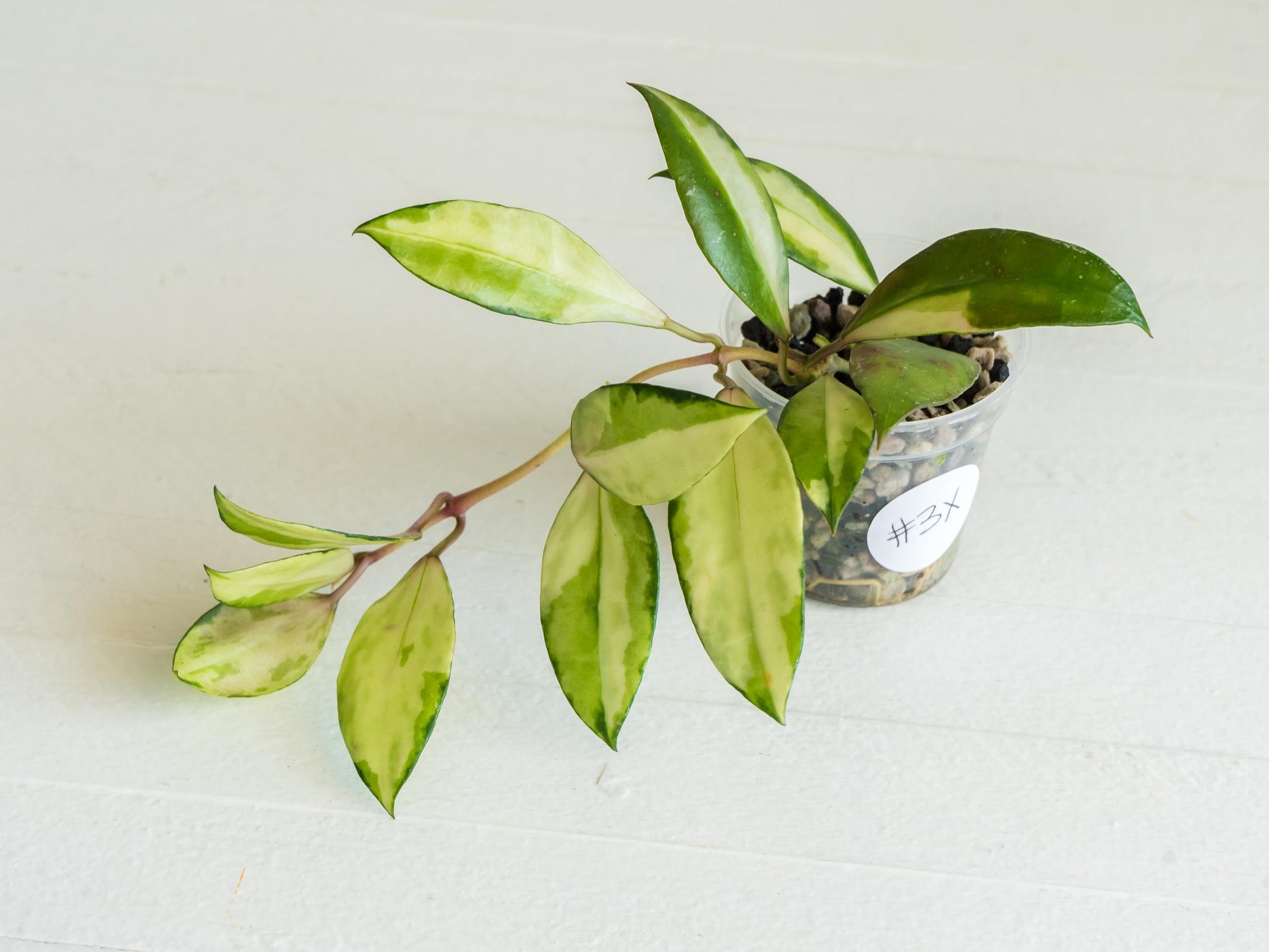 Hoya walliniana (Inner Variegated) | 2-Inch