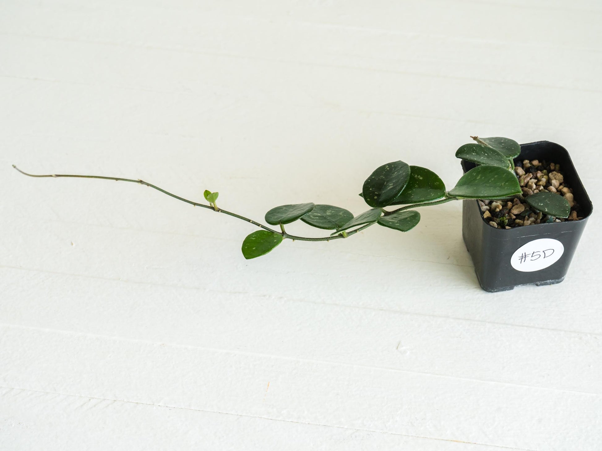 Hoya 'Mathilde' | 2-Inch