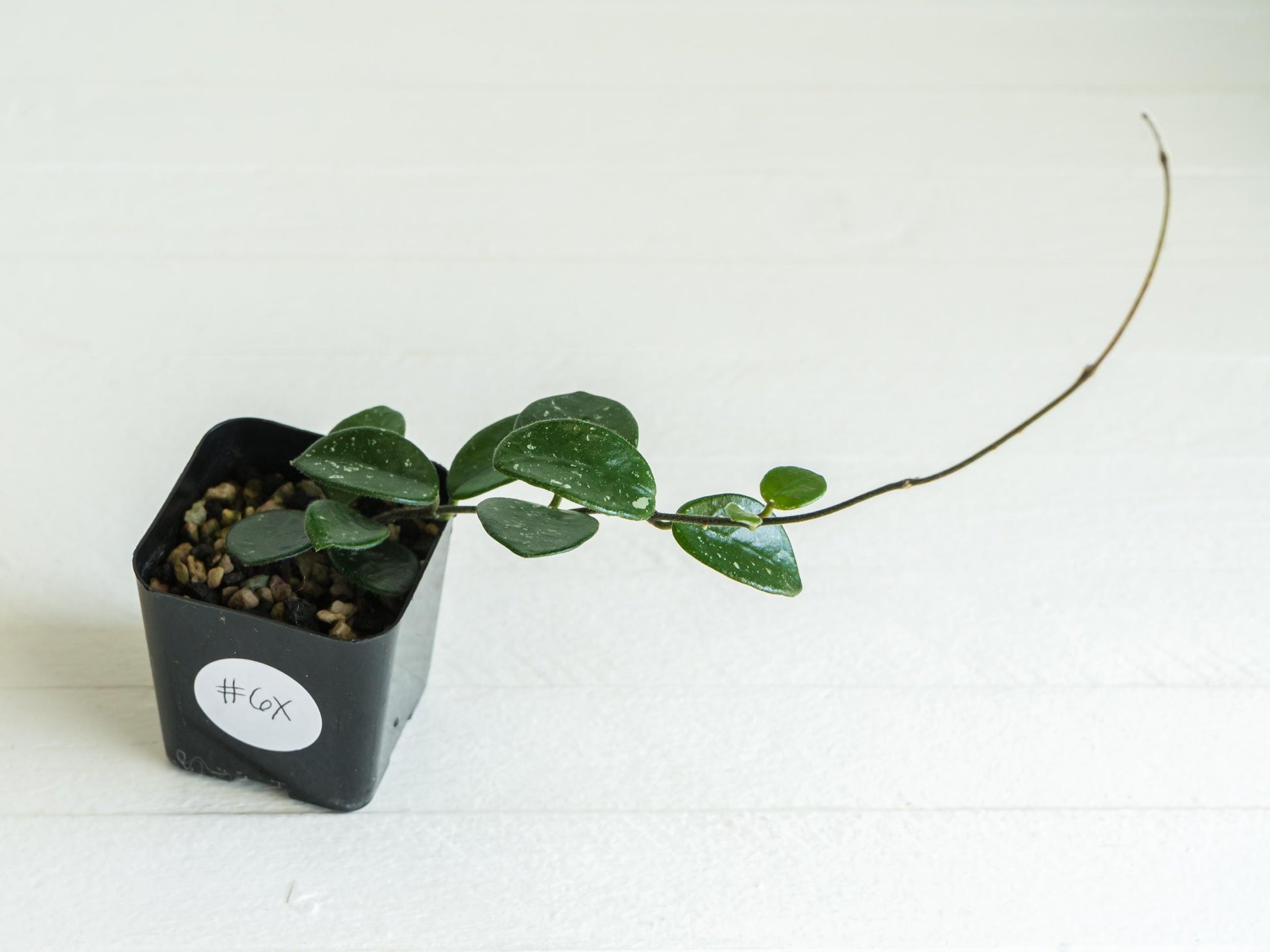 Hoya 'Mathilde' | 2-Inch