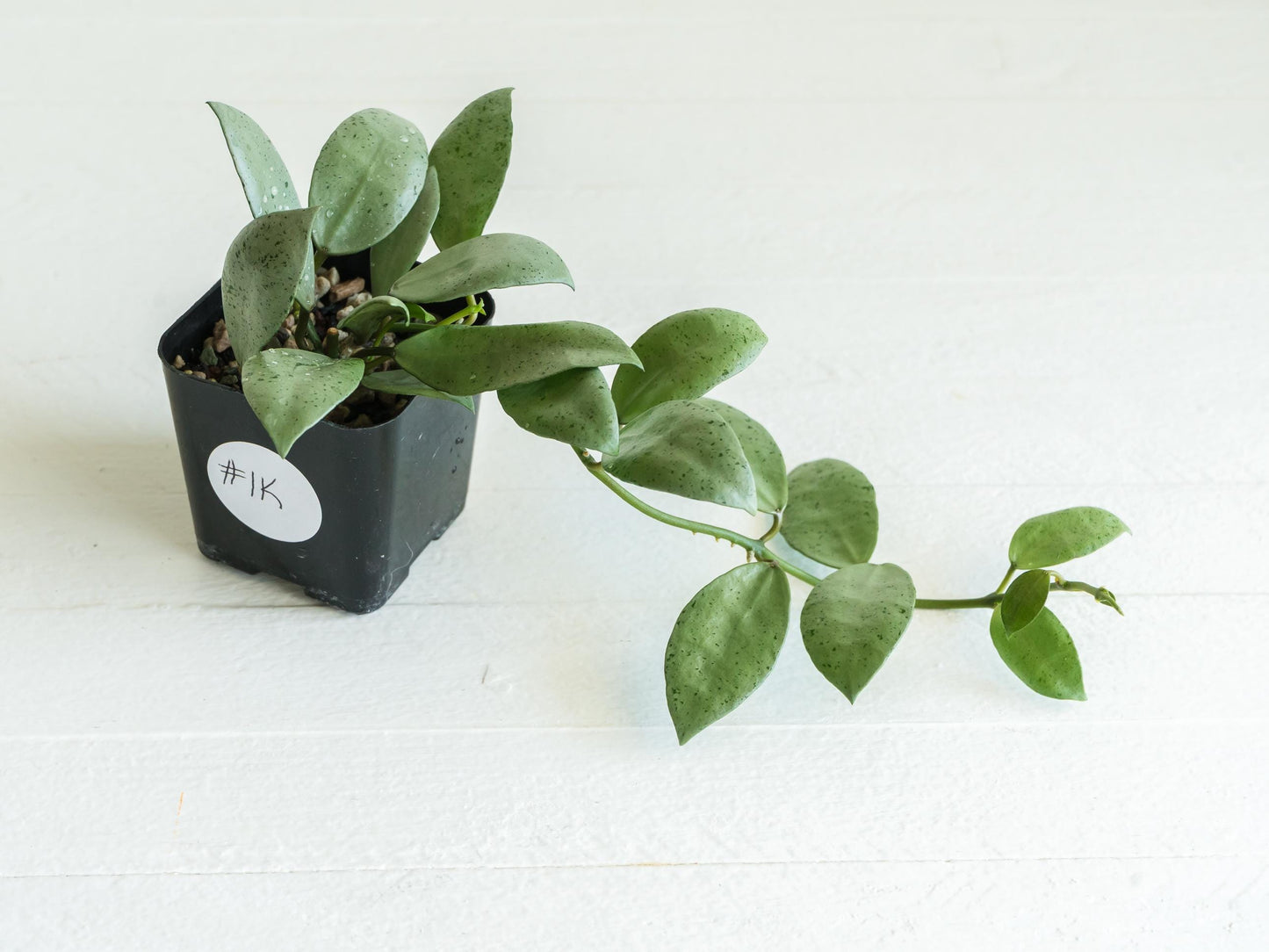 Hoya lacunosa 'Silver Mint Coin'