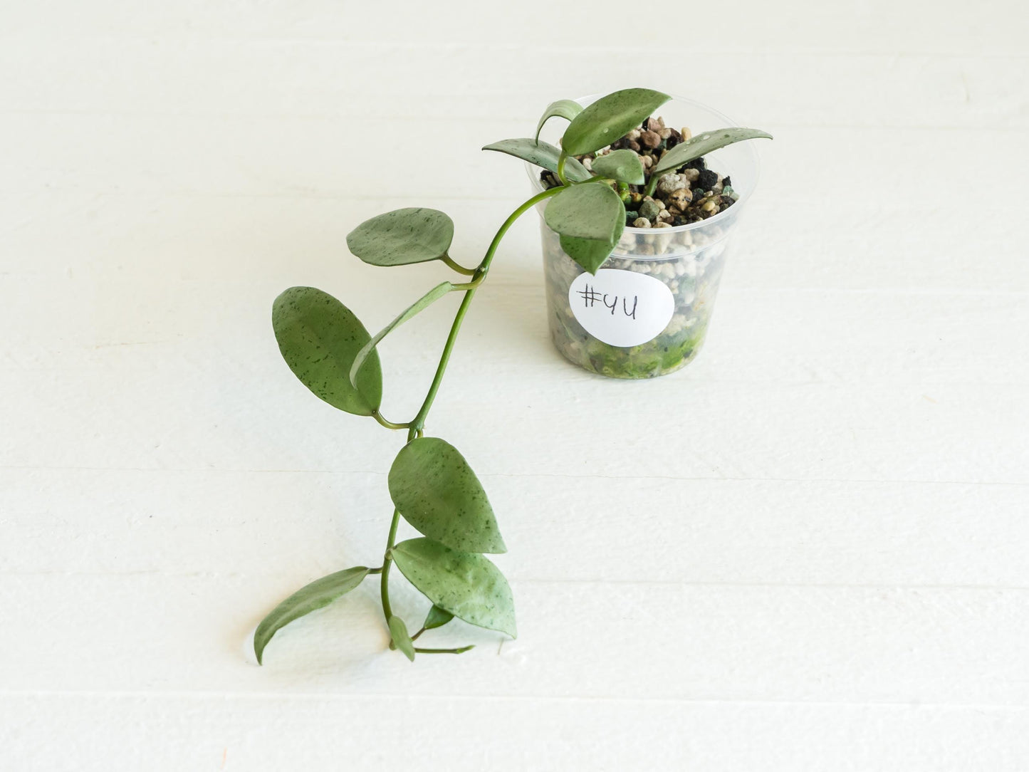 Hoya lacunosa 'Silver Mint Coin'