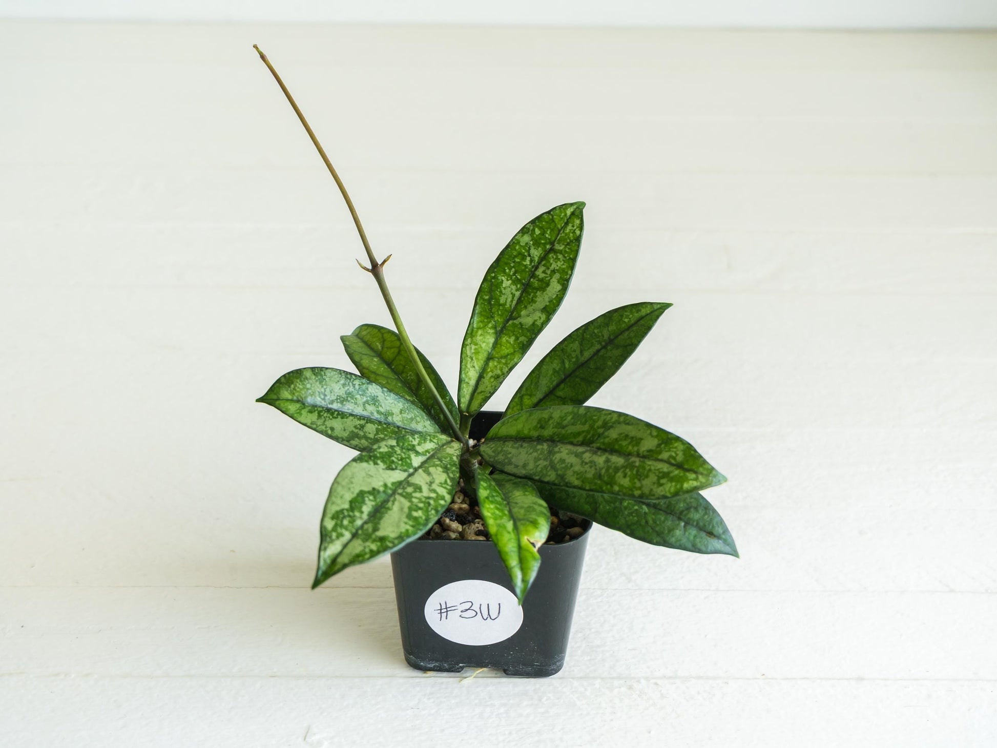 Hoya crassipetiolata (Splash) | 2-Inch