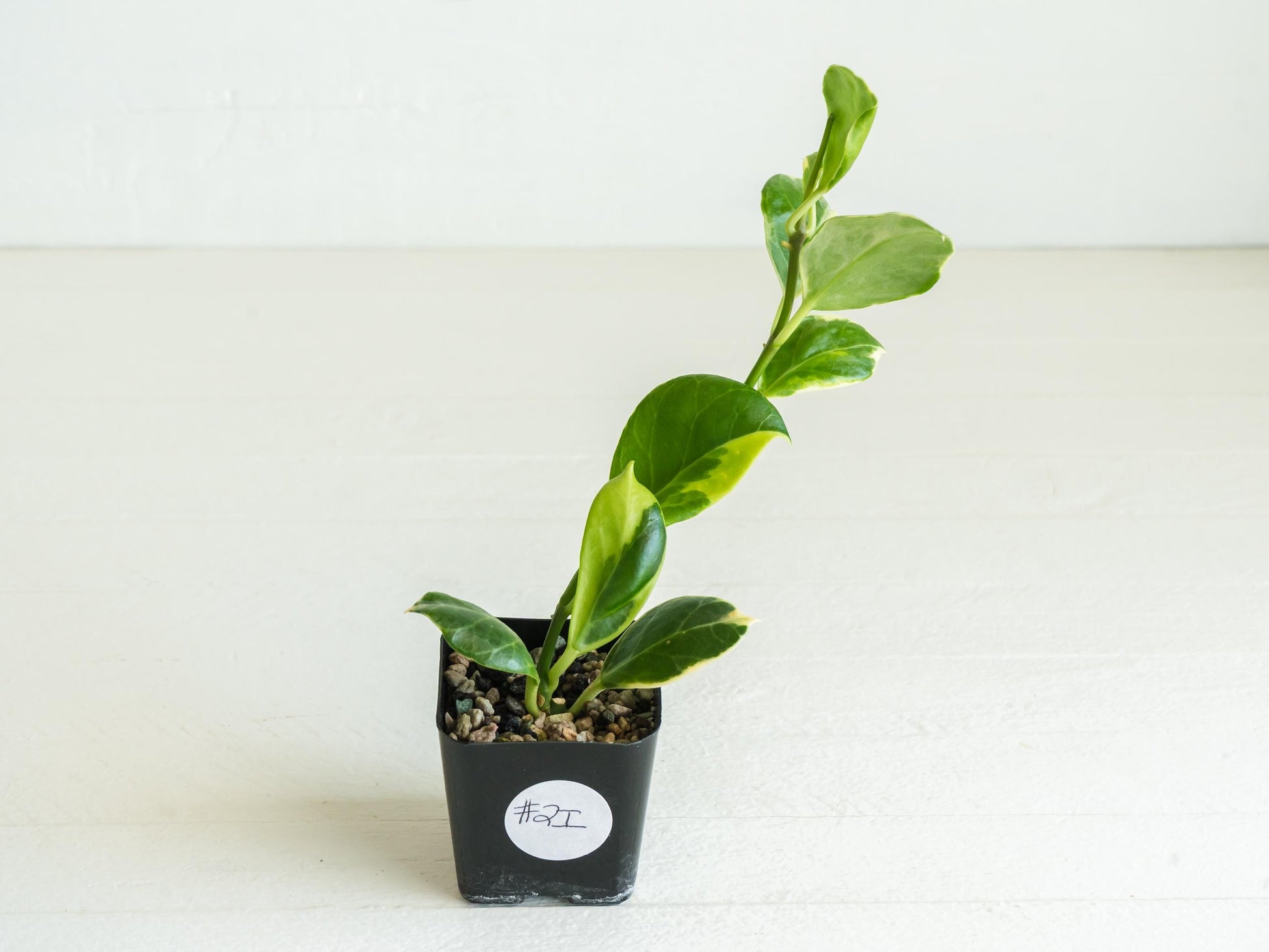 Hoya obscura (Albo | Outer Variegated) | 2-Inch