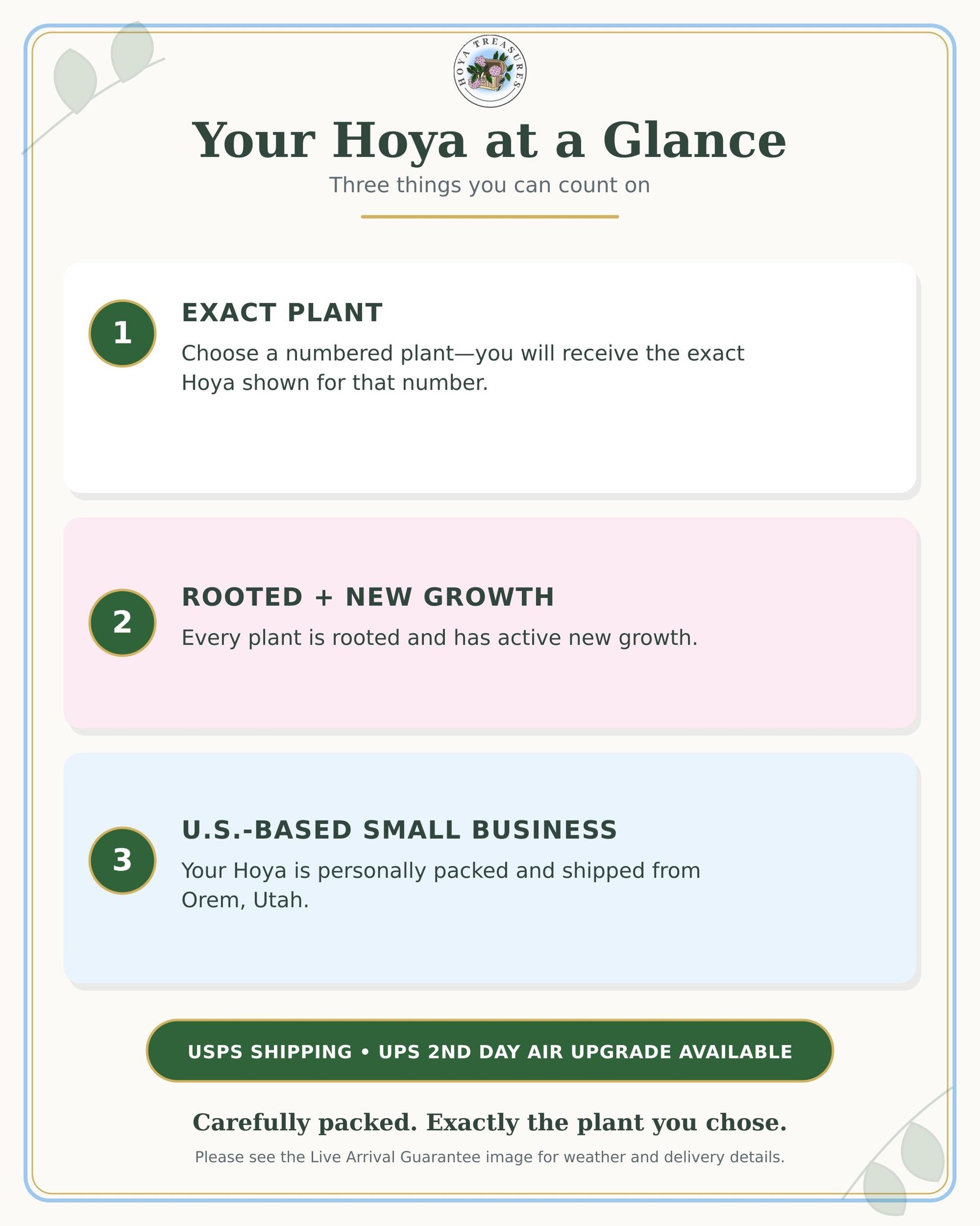 Hoya 'Rebecca' (Splash) | 2-Inch