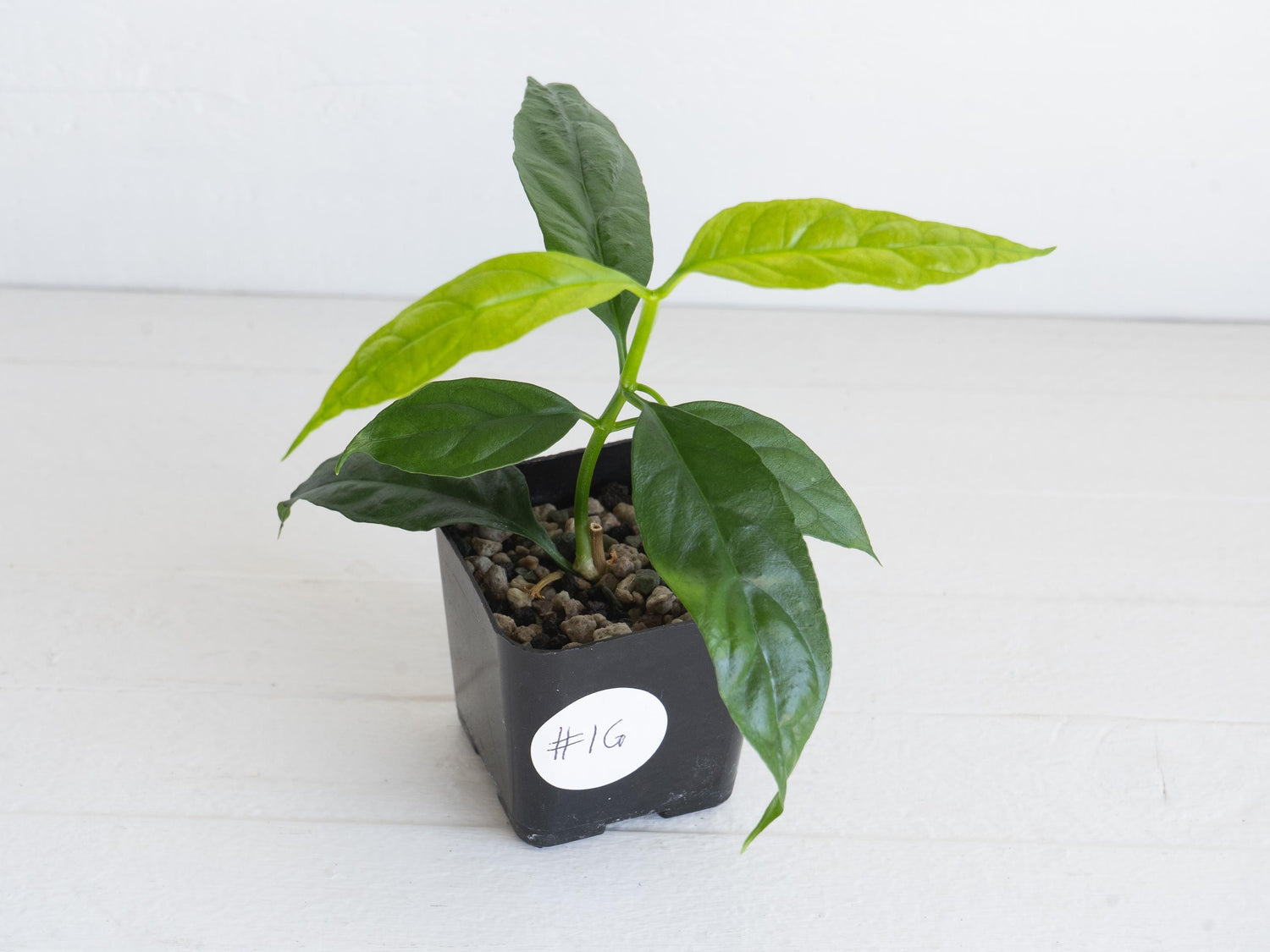 Hoya decipulae (Outer Variegated) | 2-Inch