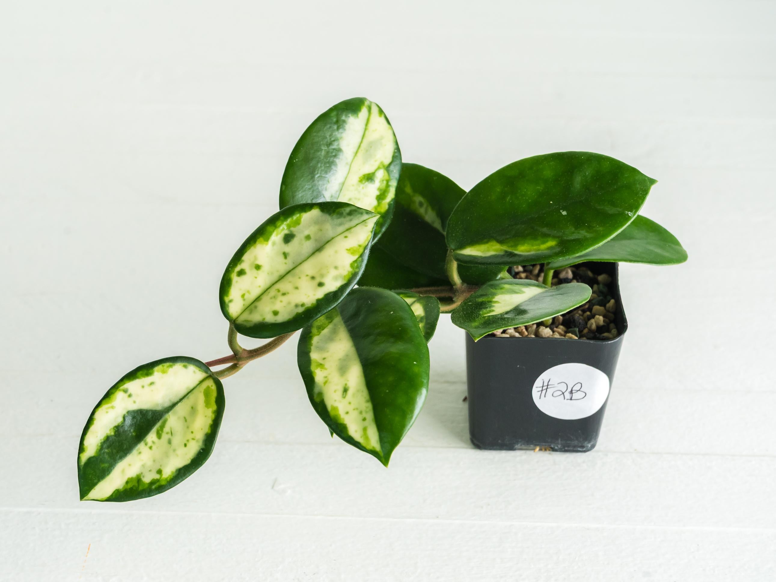Hoya carnosa 'Madara Green Edge' Rooted Cutting | 2