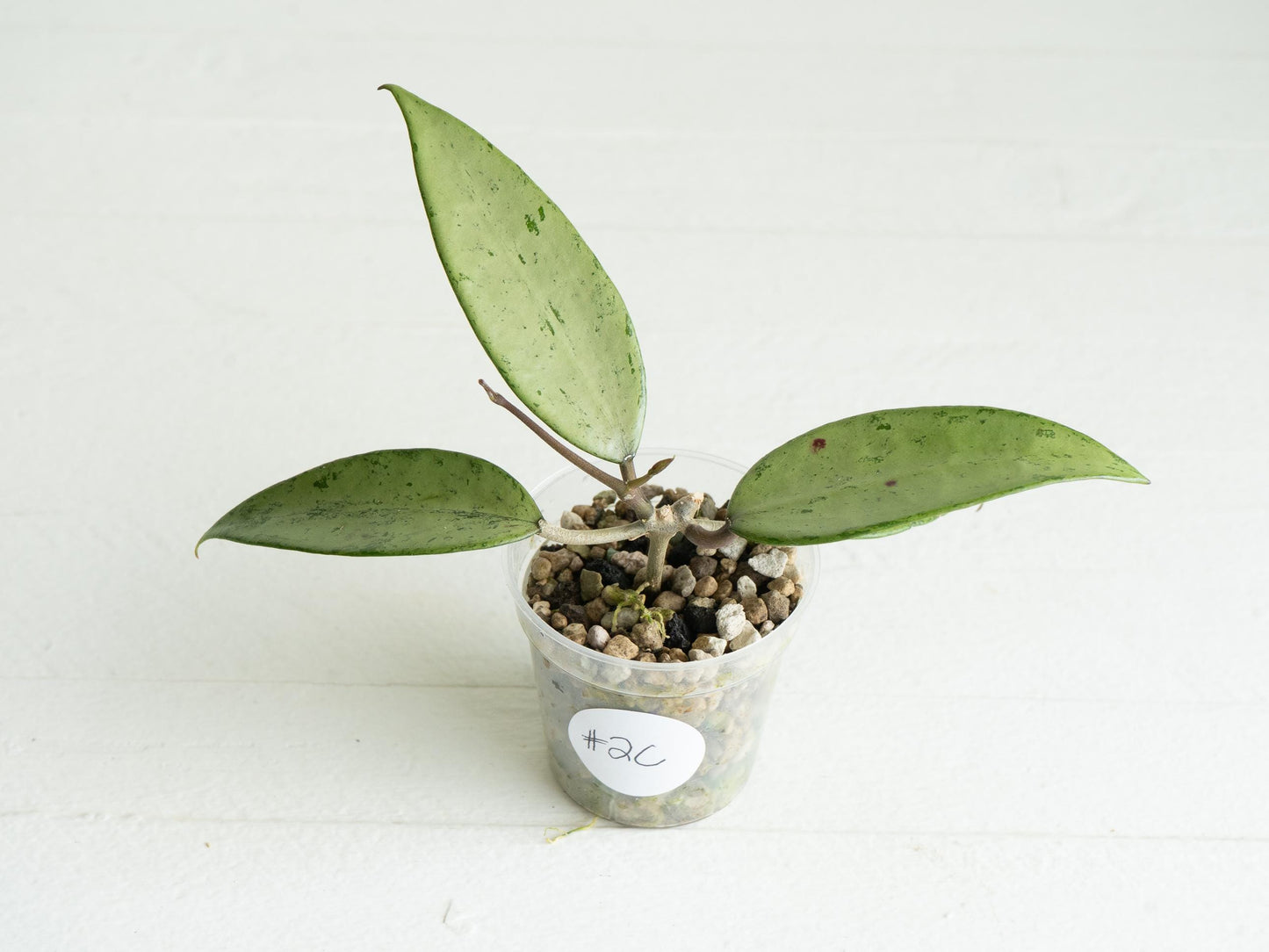 Hoya 'Snow Cui' (Silver) | 2-Inch