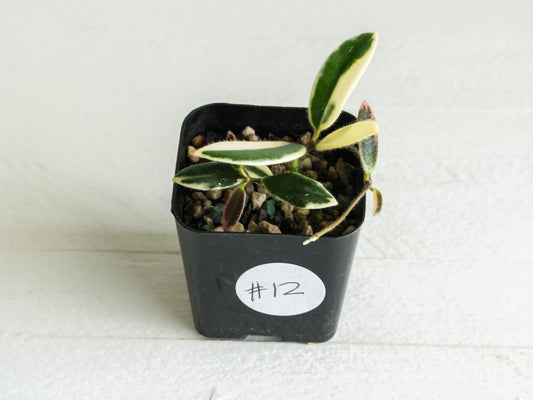 Hoya lyi 'Prism' (Pink Flower) | 2-Inch