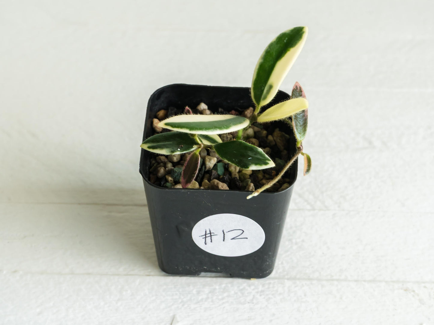 Hoya lyi 'Prism' (Pink Flower) | 2-Inch