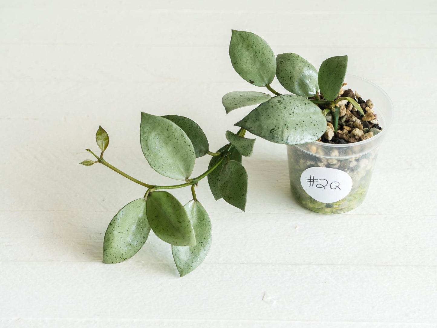 Hoya lacunosa 'Silver Mint Coin'
