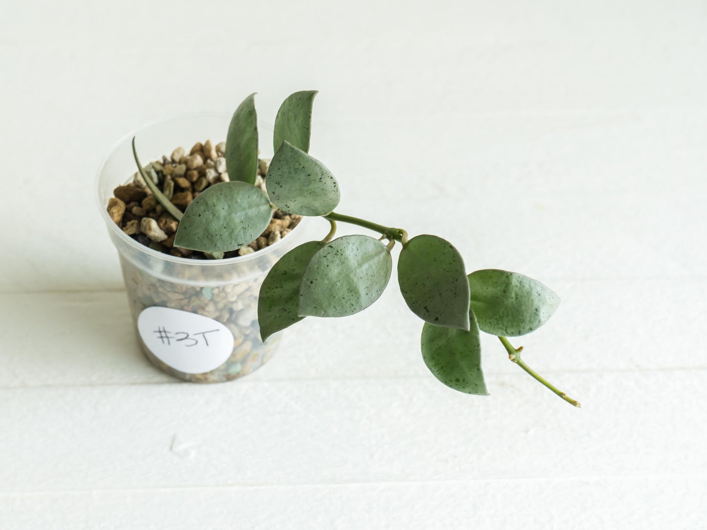 Hoya lacunosa 'Silver Mint Coin'