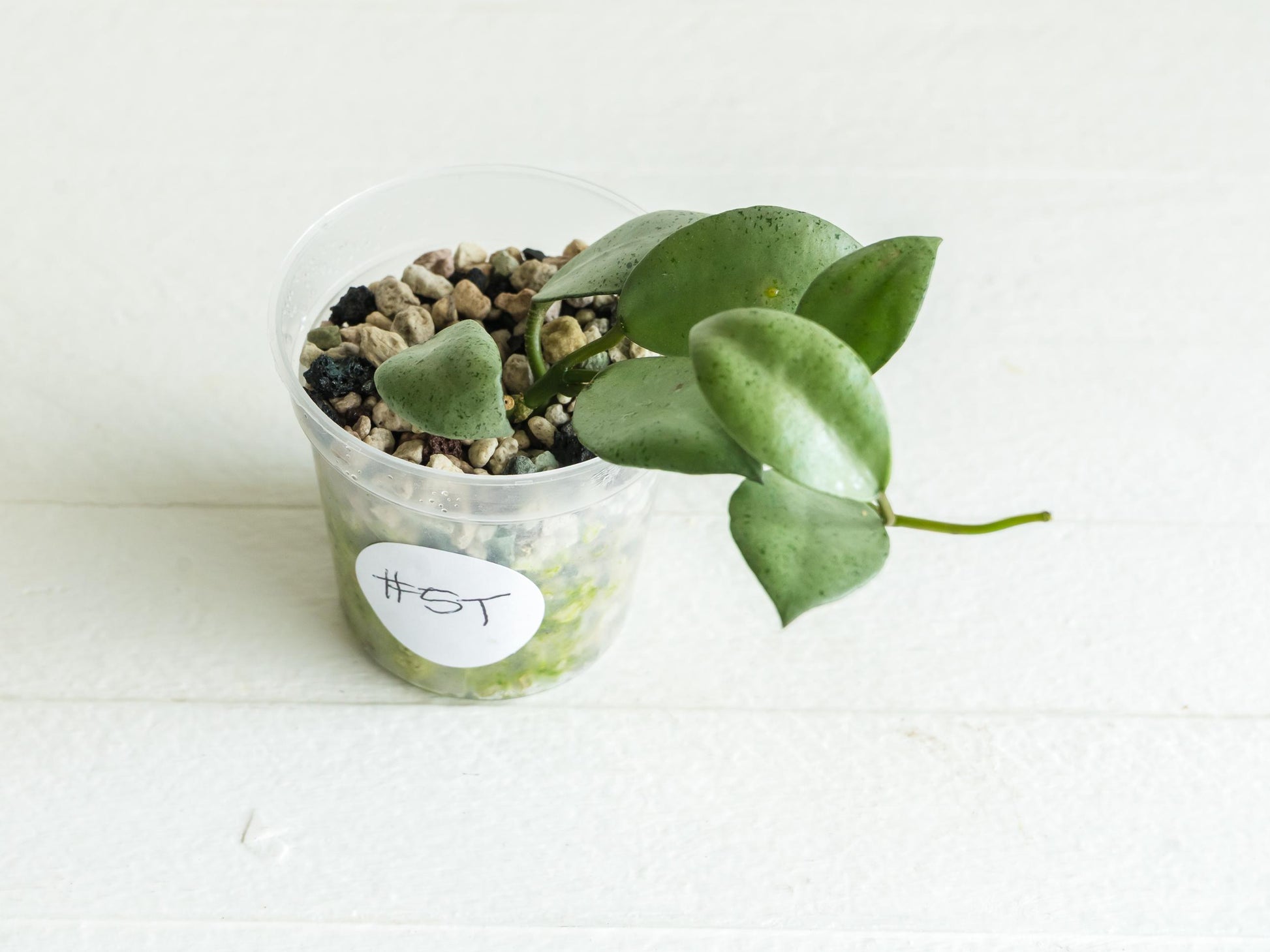 Hoya lacunosa 'Silver Mint Coin'