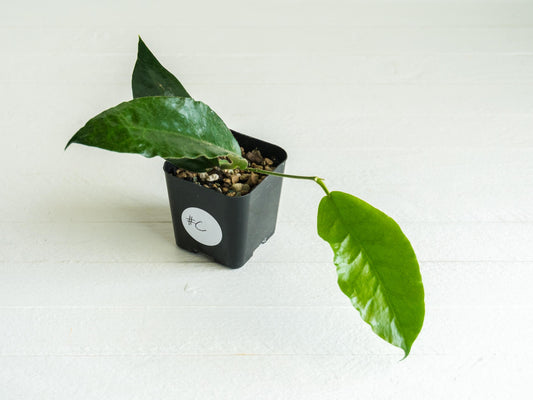 Hoya versteegii | 2-Inch