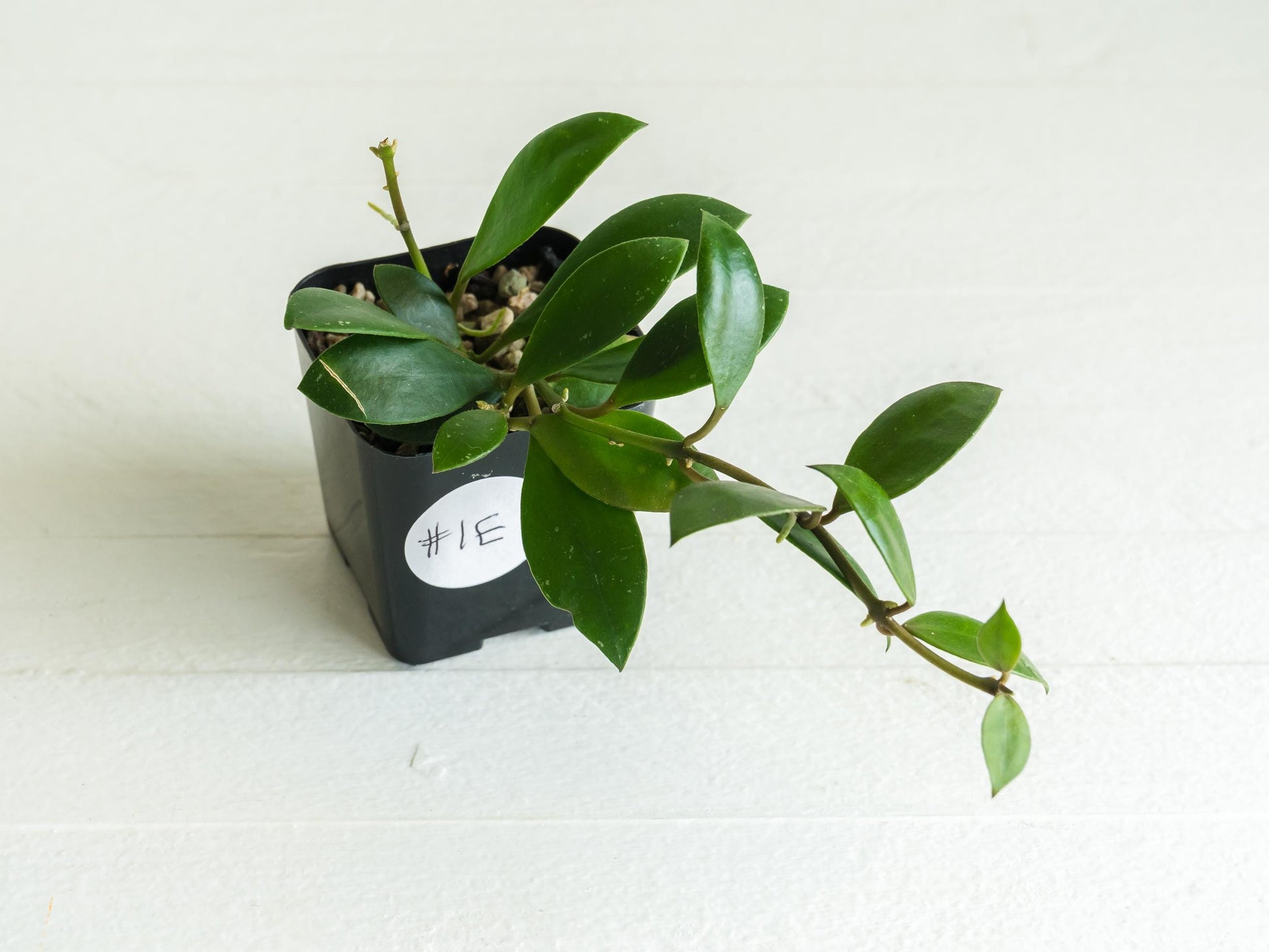 Hoya sipitangensis | 2-Inch