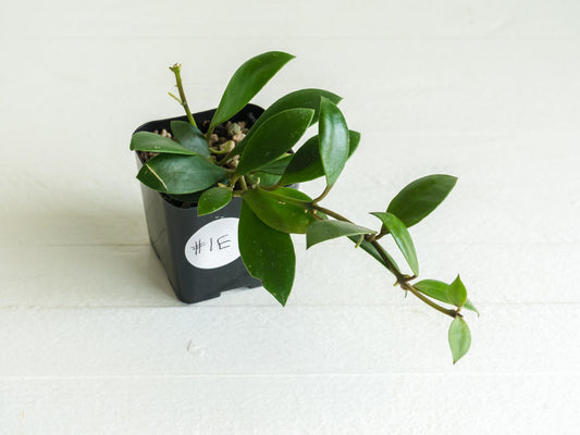 Hoya sipitangensis | 2-Inch
