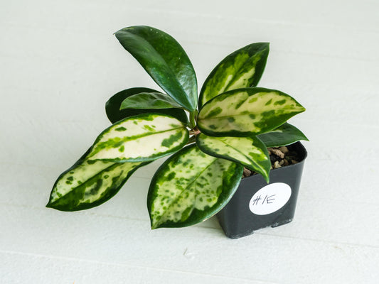 Hoya carnosa 'Madara Green Edge' | 2-Inch