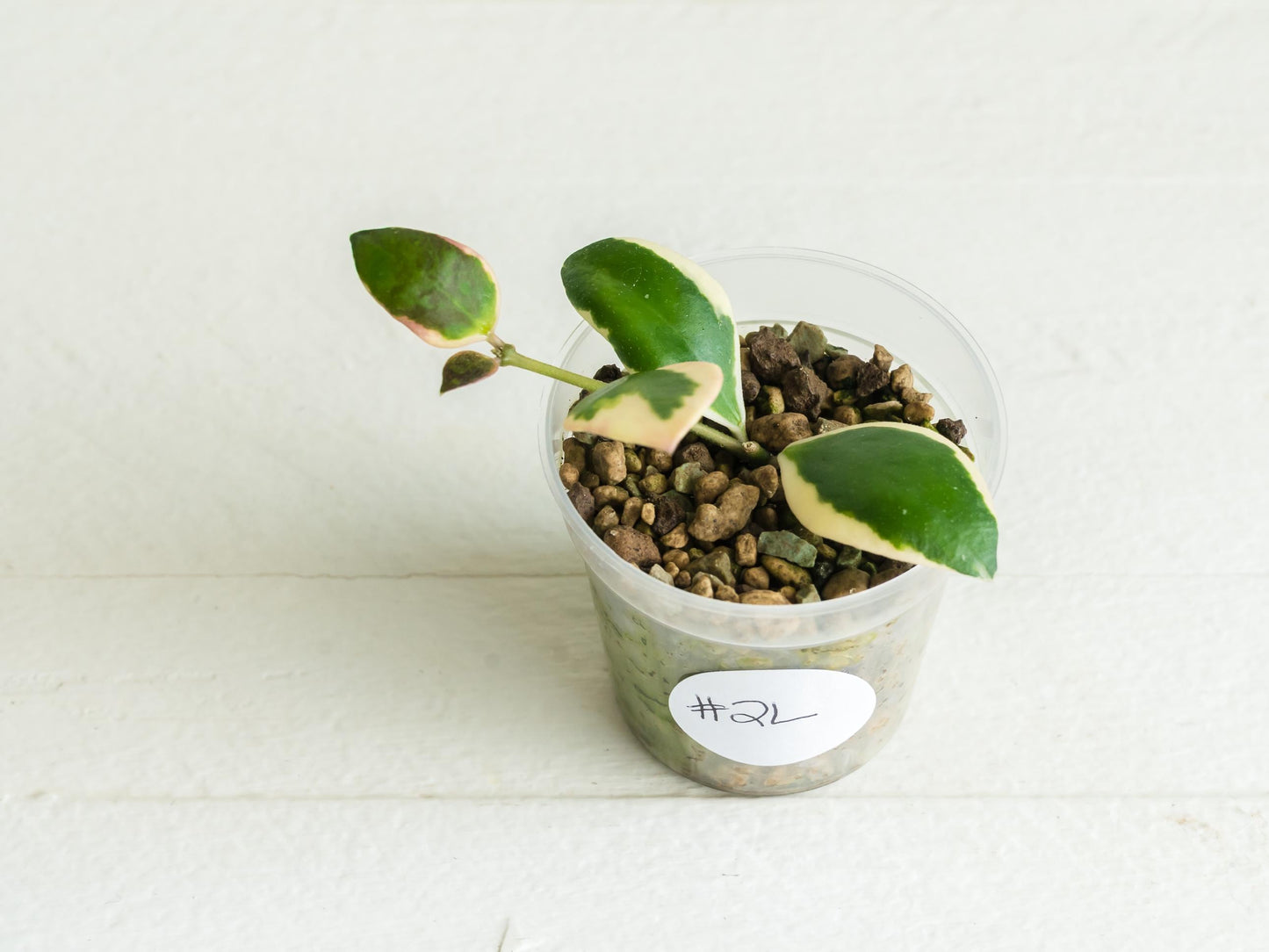 Hoya incurvula (Albomarginata / Outer Variegated) aka Hoya palta | 2-Inch