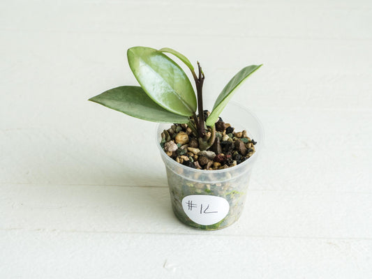 Hoya carnosa 'Wilbur Graves' (Silver) | 2-Inch