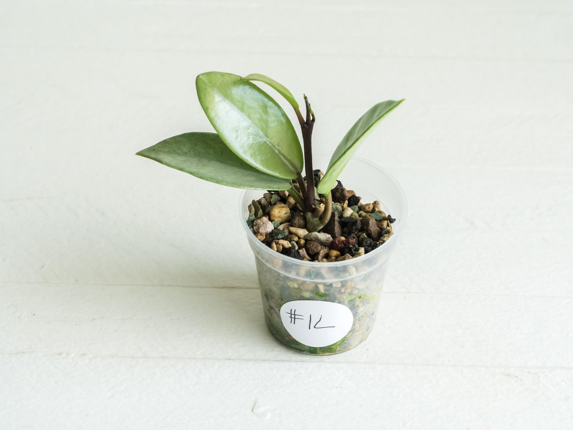 Hoya carnosa 'Wilbur Graves' (Silver) | 2-Inch