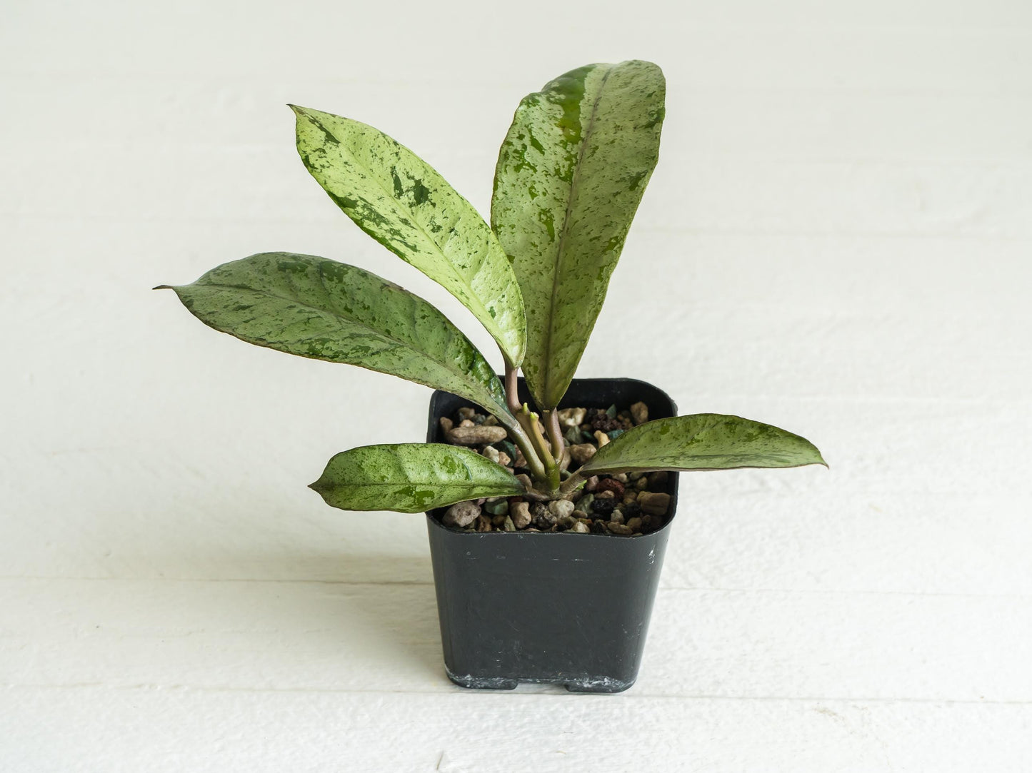 Hoya gunung gading 'Ghost' (Silver) | 2-Inch