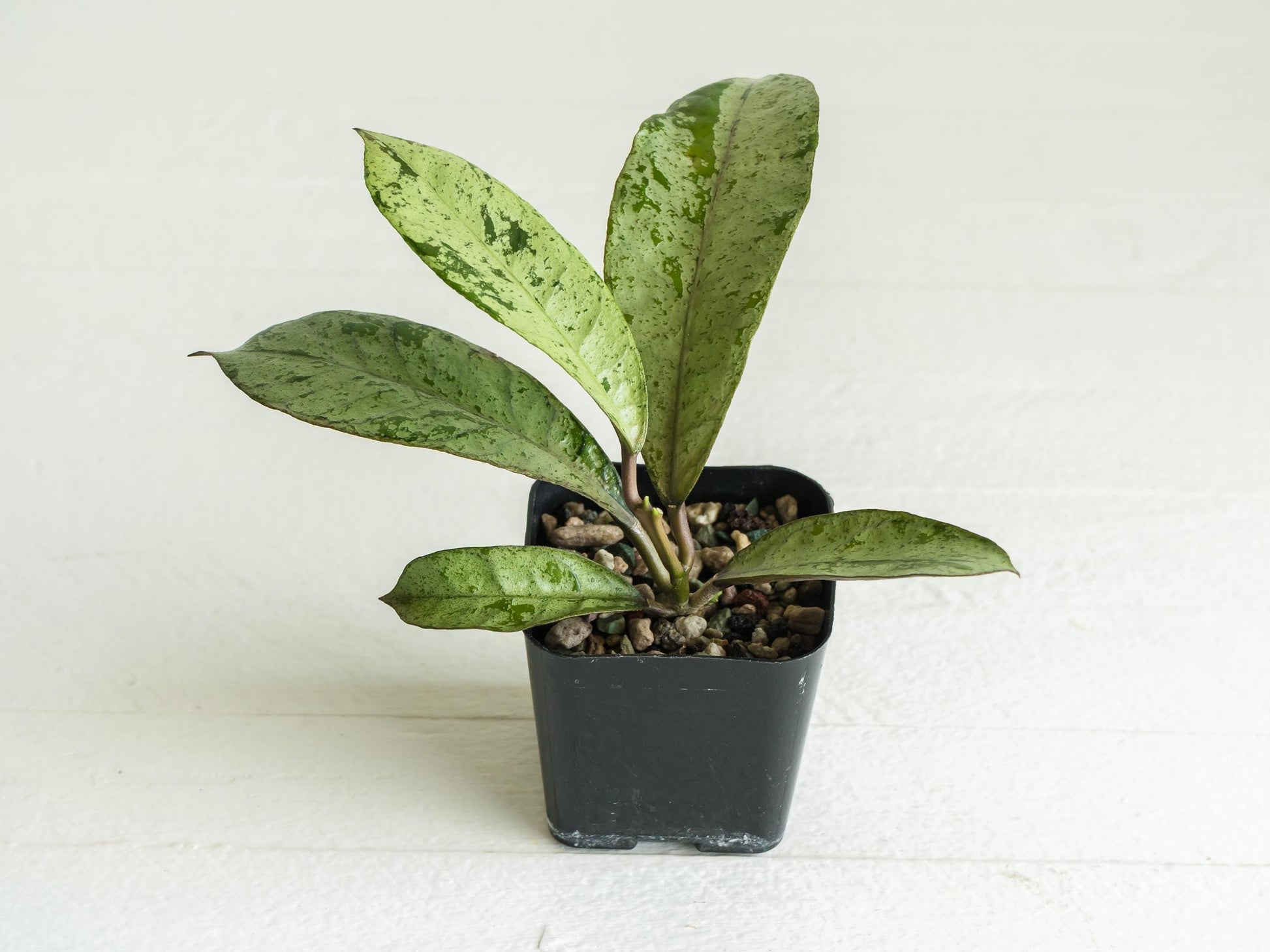 Hoya gunung gading 'Ghost' (Silver) | 2-Inch