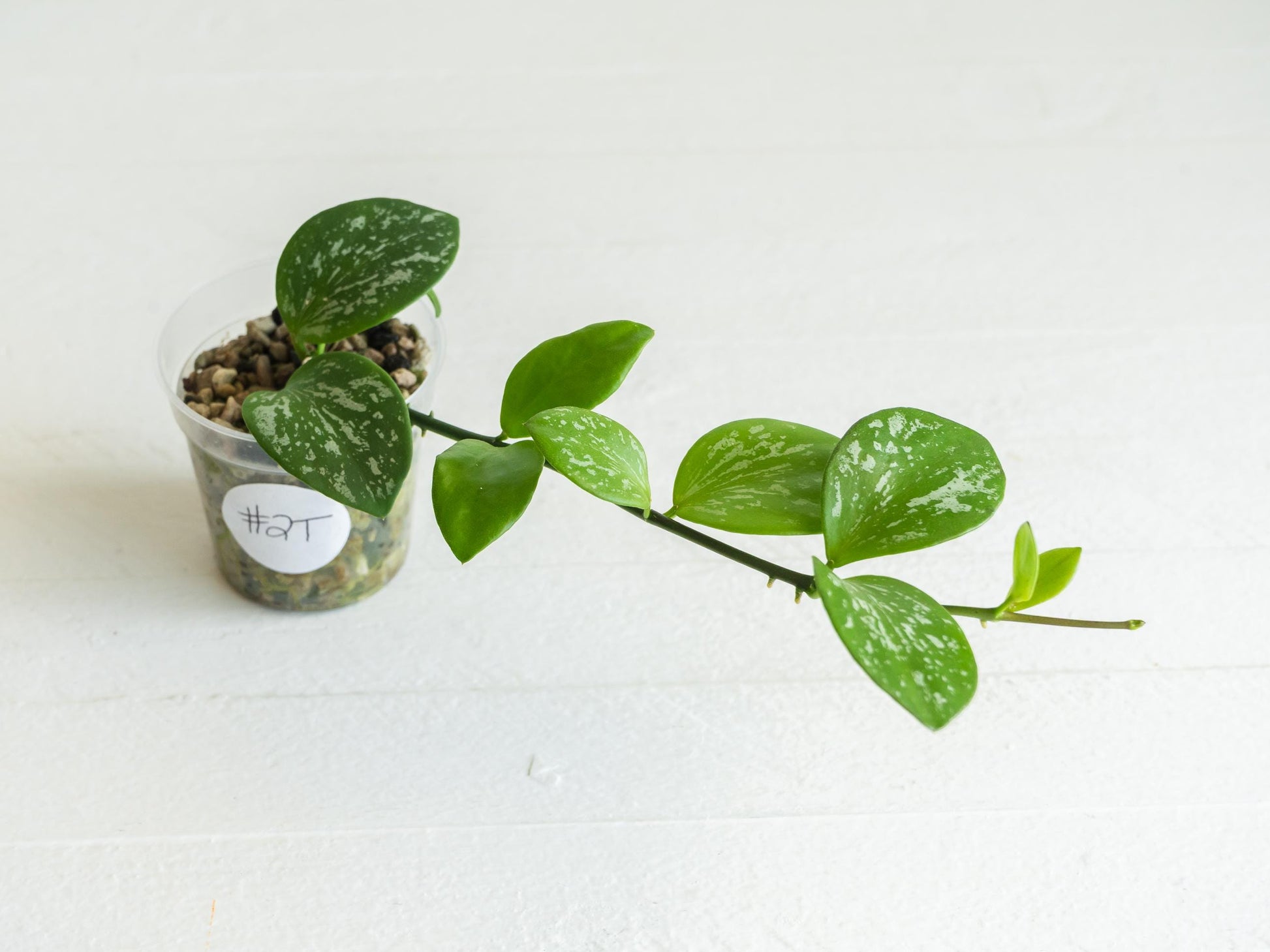 Hoya collina (IR-26) | 2-Inch