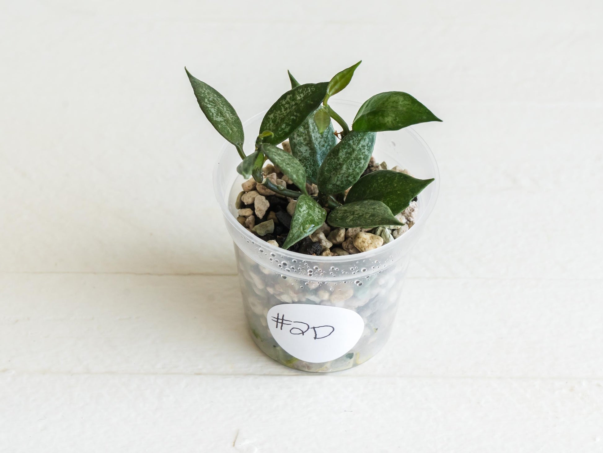 Hoya lacunosa 'White Pearl' | 2-Inch
