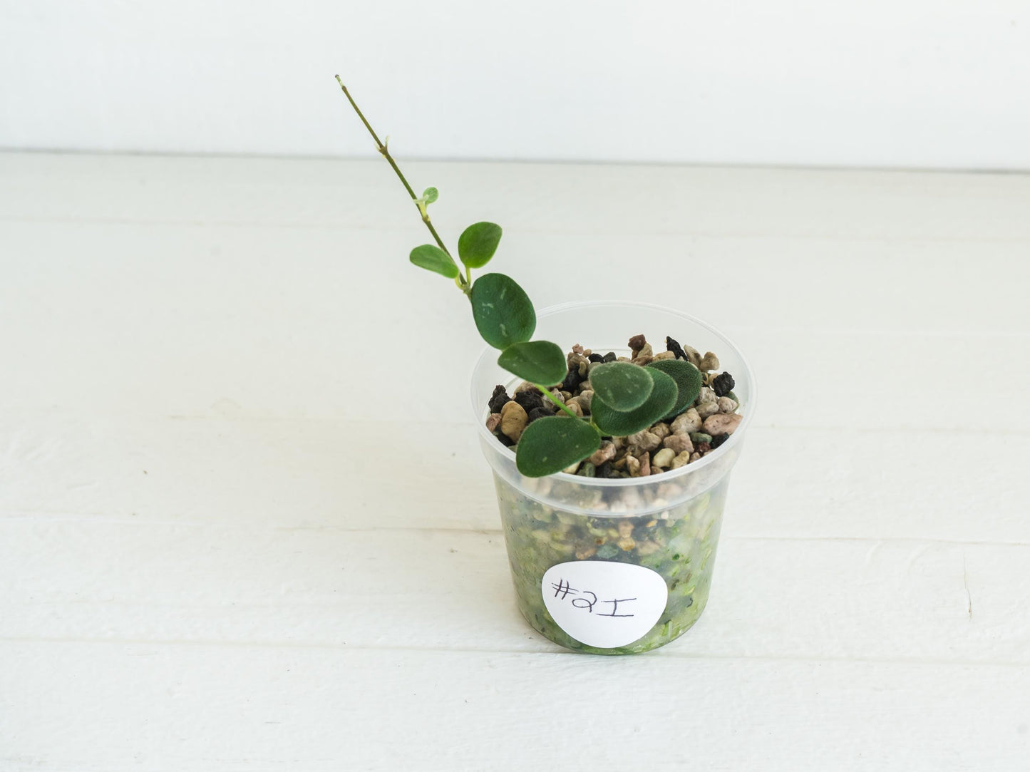 Hoya serpens | 2-Inch