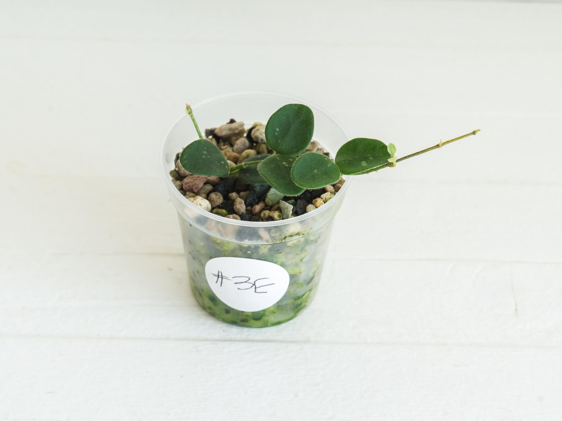 Hoya serpens | 2-Inch