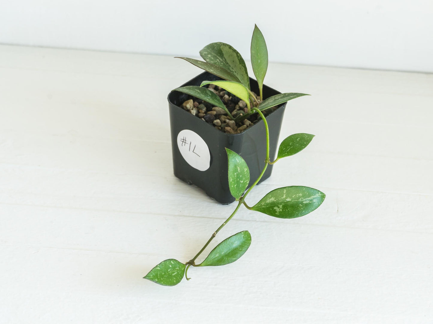 Hoya ‘Rosita’ (Splash) | 2-Inch