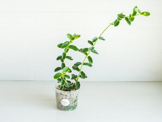 Hoya cumingiana (Albo | Outer Variegated) | 3-Inch