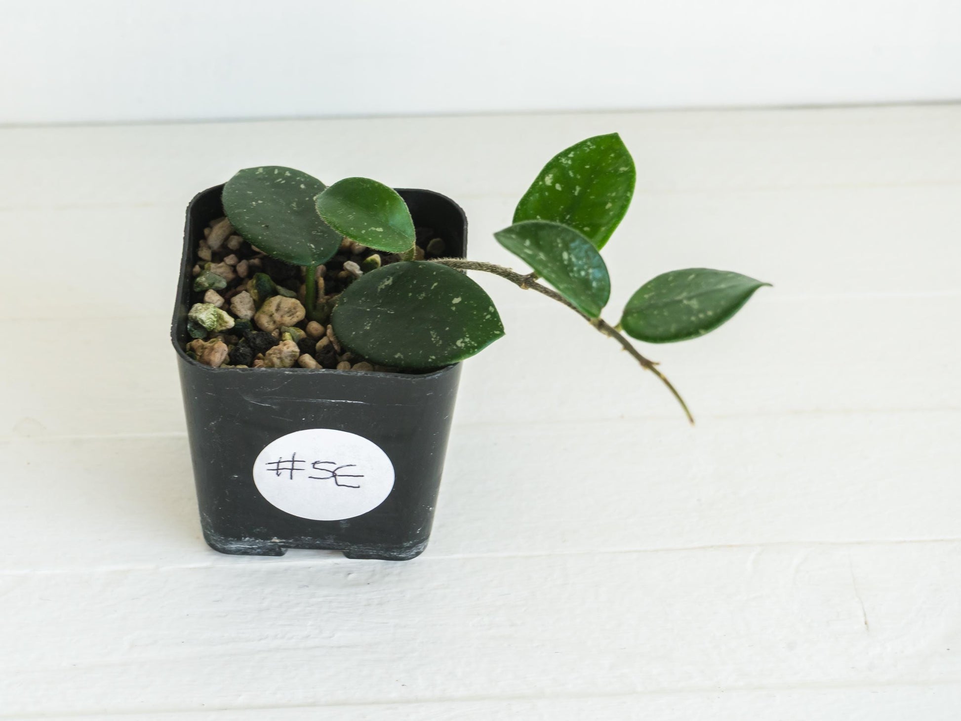 Hoya 'Mathilde' | 2-Inch