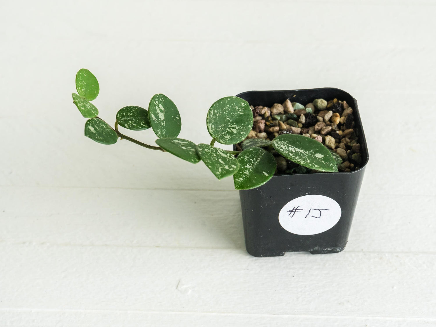 Hoya 'Mathilde' (Splash) | 2-Inch