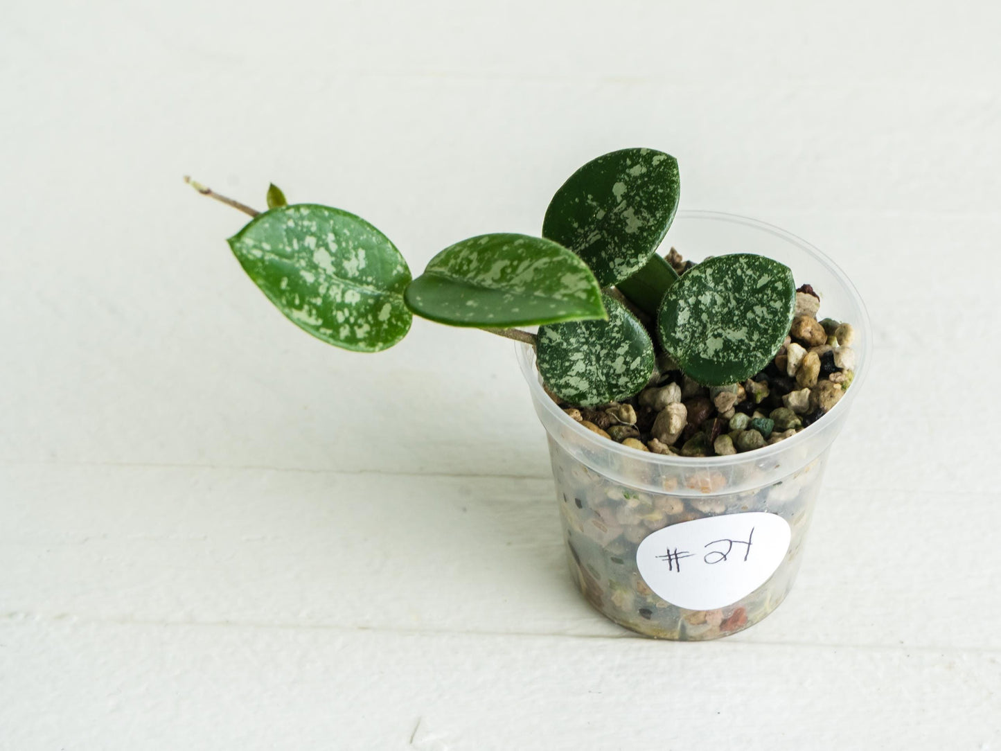 Hoya 'Mathilde' (Splash) | 2-Inch