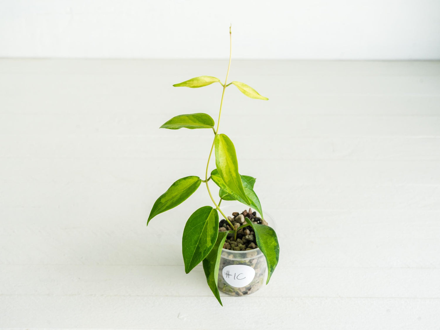 Hoya dennisii ‘Frida’ | 2-Inch