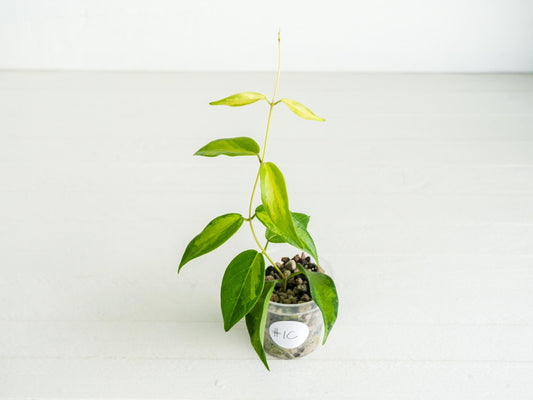 Hoya dennisii ‘Frida’ | 2-Inch
