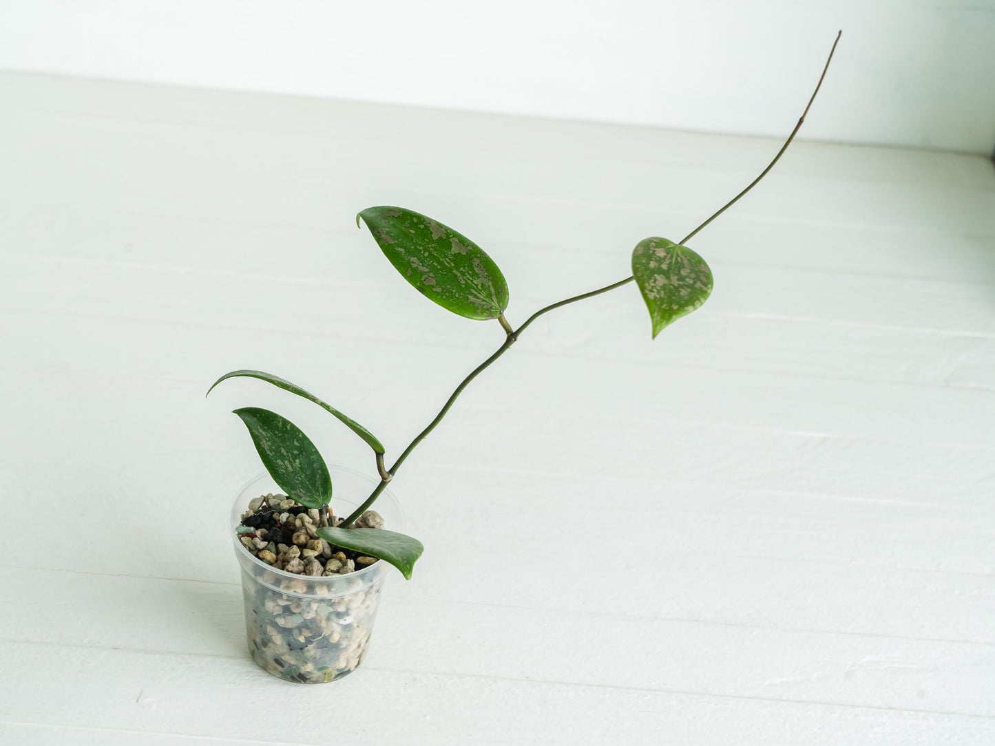 Hoya 'Wibergiea Pink Crush' (DMW-001-U) [verticillata (ex. wibergiea) x unknown] | 2-Inch