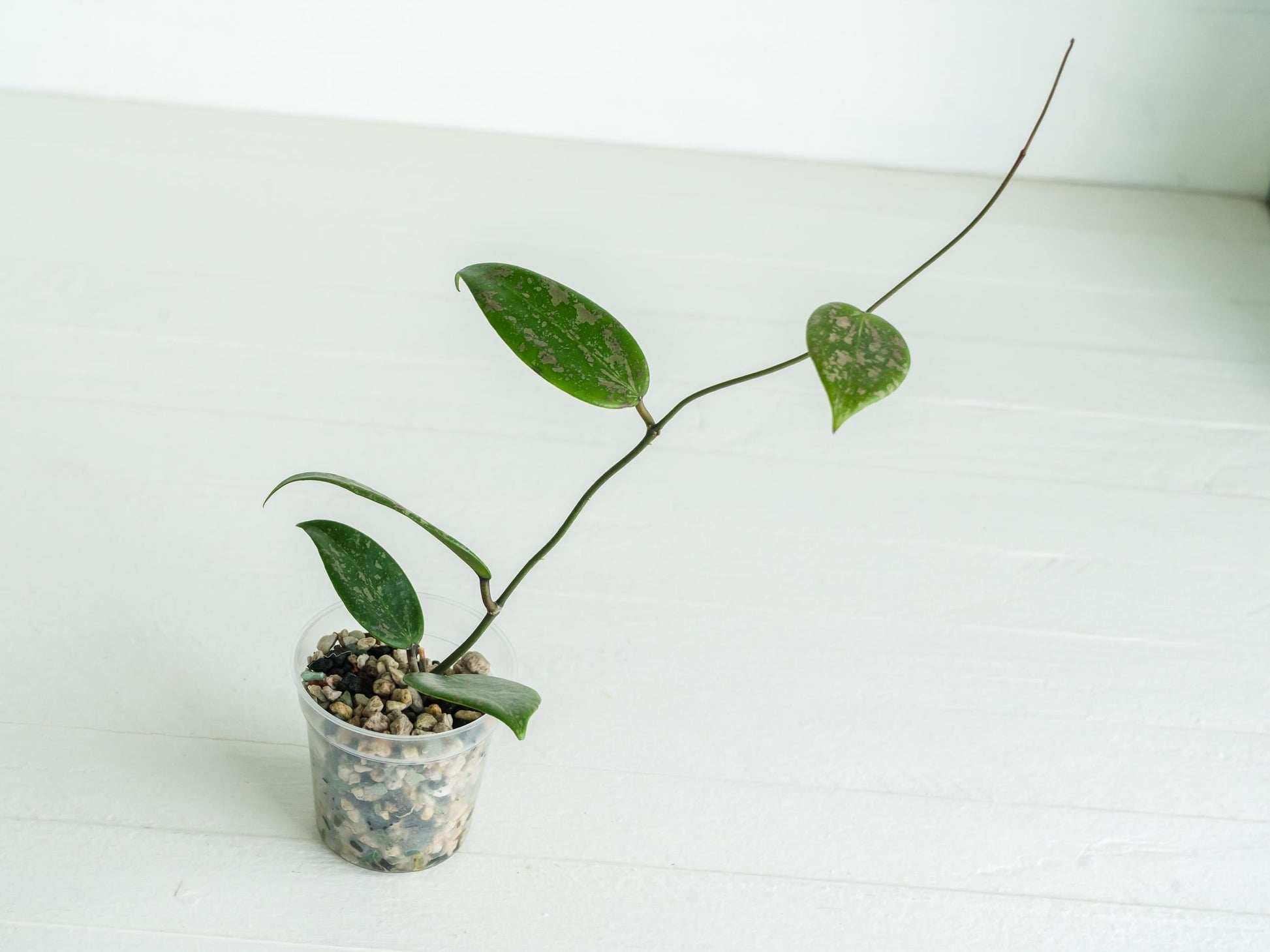 Hoya 'Wibergiea Pink Crush' (DMW-001-U) [verticillata (ex. wibergiea) x unknown] | 2-Inch