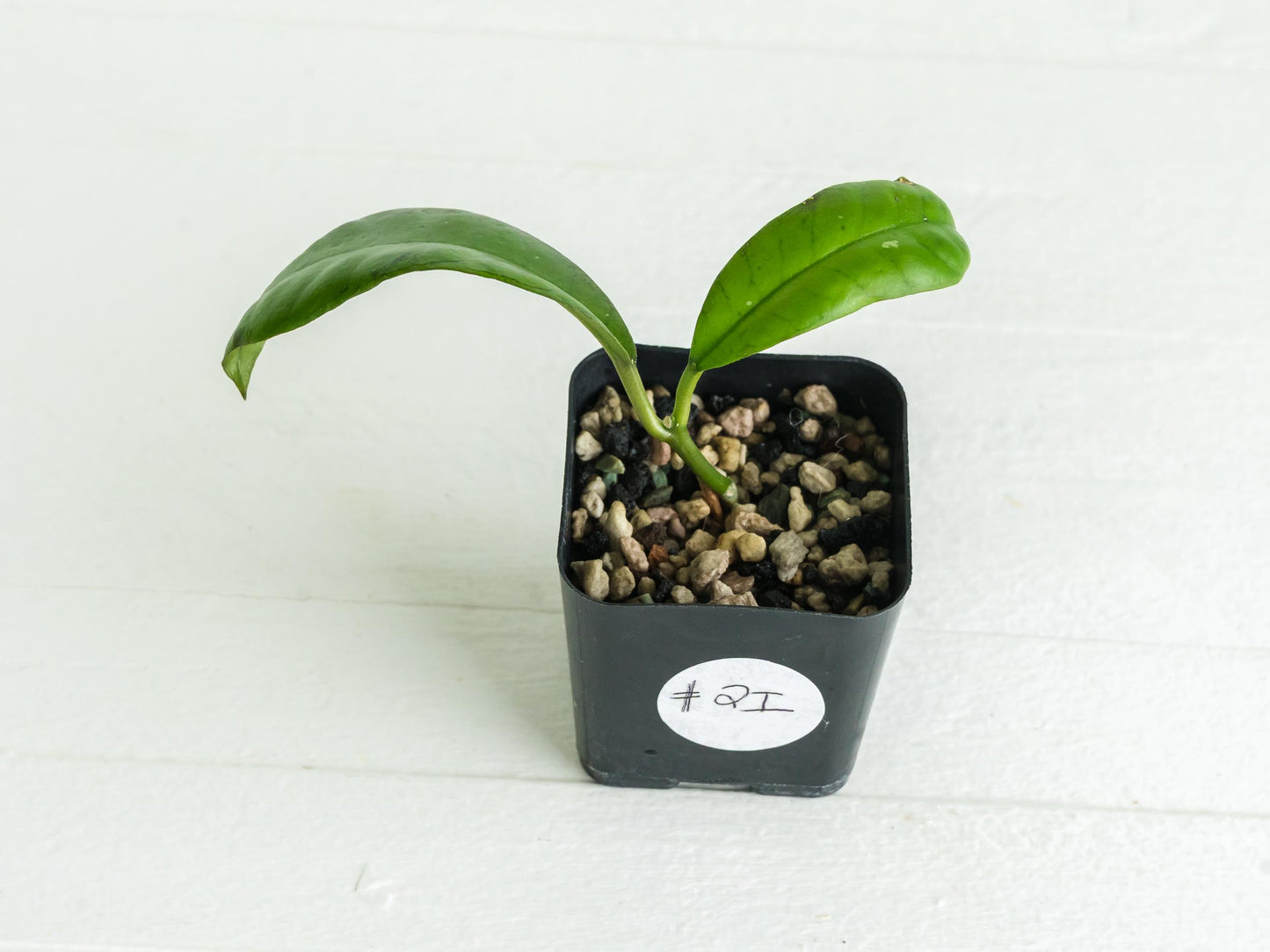 Hoya gunung gading | 2-Inch