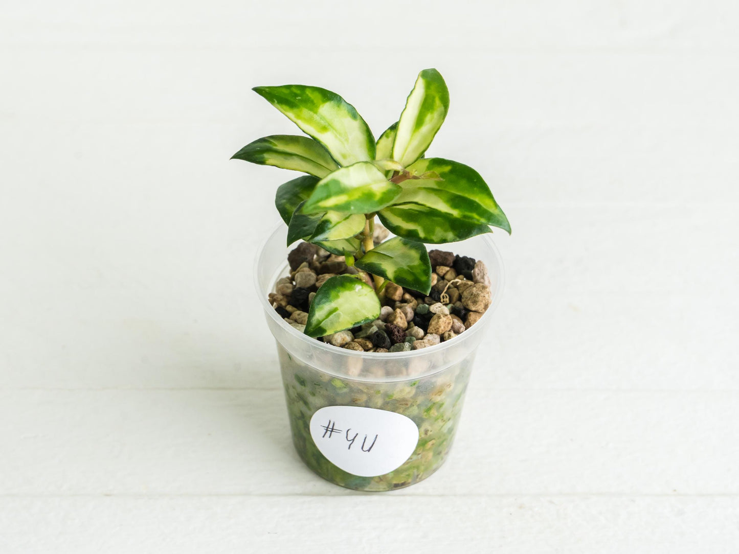 Hoya lacunosa 'Tricolor Bruno' | 2-Inch