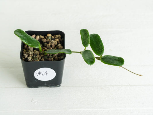 Hoya rotundiflora | 2-Inch