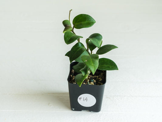 Hoya ‘Aramelon’ (UPT012) | 2-Inch