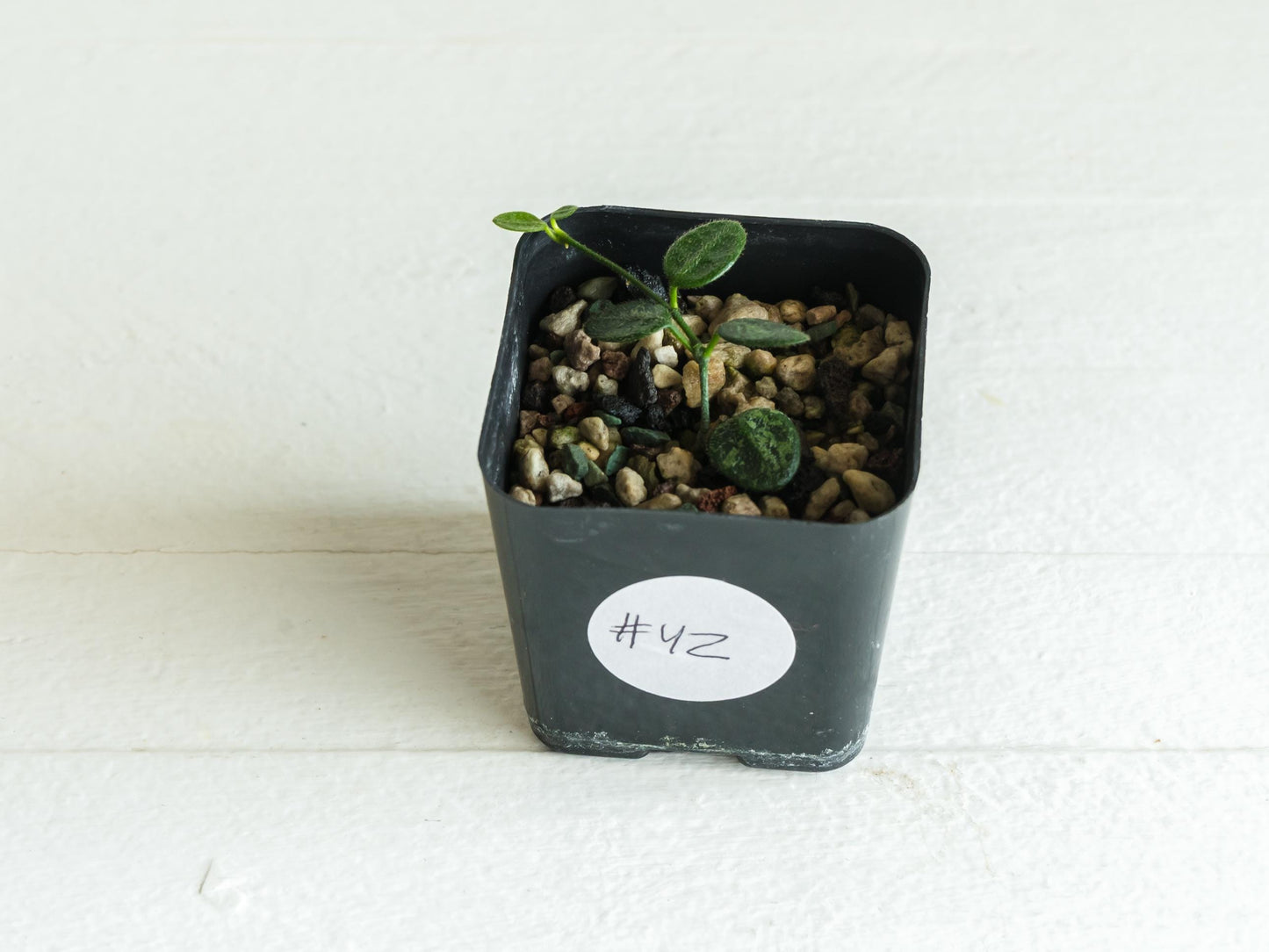 Hoya serpens | 2-Inch