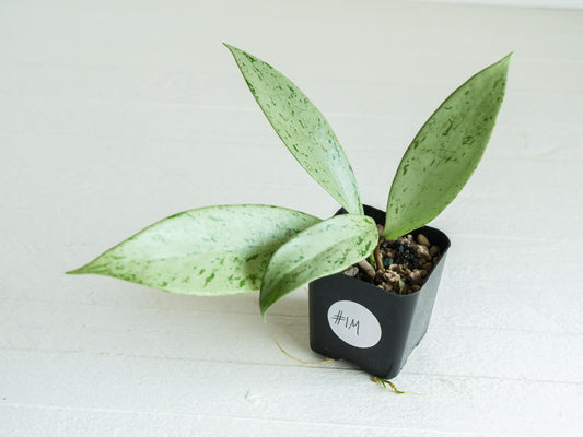 Hoya pubicalyx 'Pink Silver Ghost' | 2-Inch