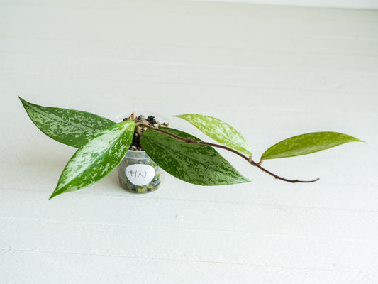 Hoya pubicalyx (Splash) | 2-Inch