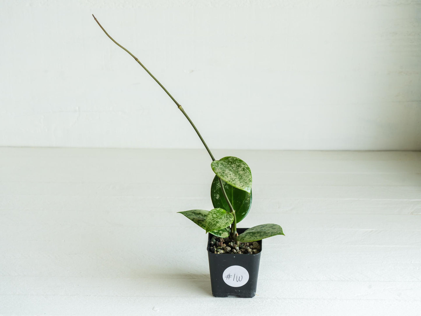 Hoya verticillata (EPC-997) | 2-Inch